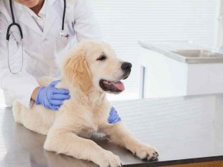 How to Give Your Dog good Care